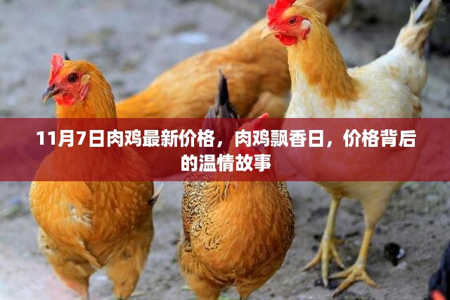 11月7日肉鸡最新价格，飘香日背后的温情故事