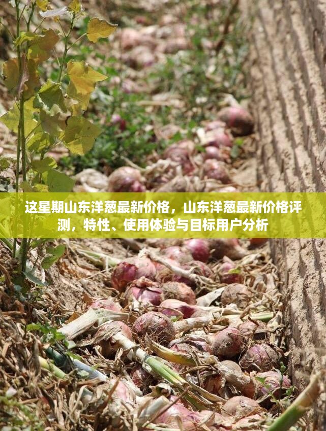 山东洋葱最新价格概览，特性、体验分析及目标用户群体探讨