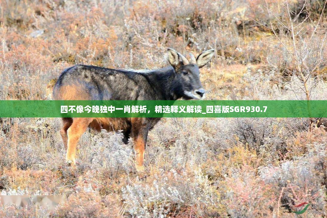 四不像今晚独中一肖解析，精选释义解读_四喜版SGR930.7