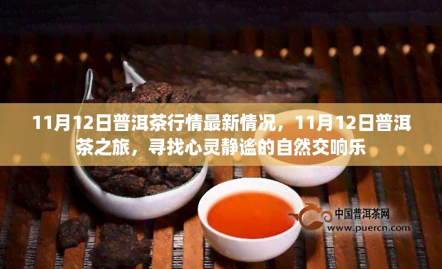 普洱茶行情最新动态，心灵静谧的自然交响乐之旅