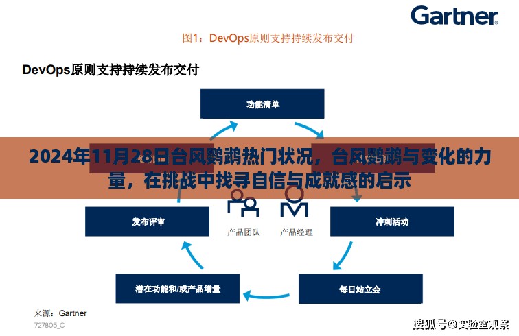 台风鹦鹉的挑战与力量，在逆境中找寻自信与成就感的启示（2024年11月28日）